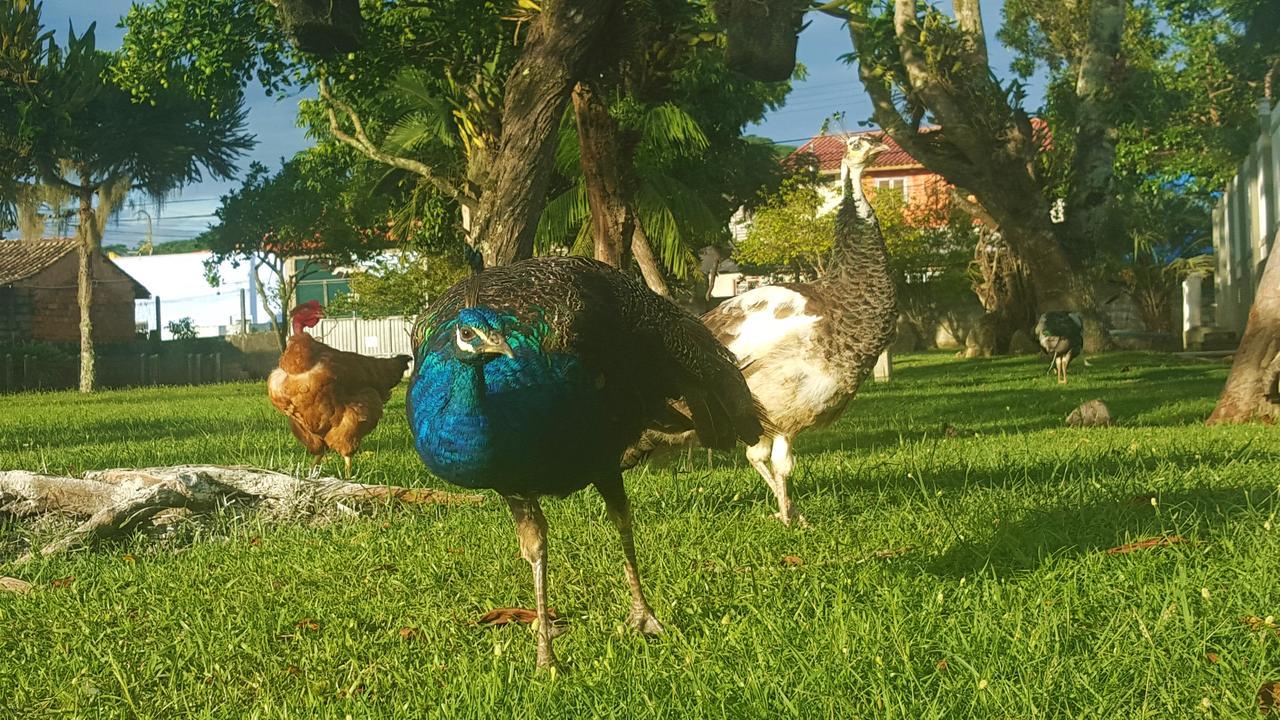 Pousada Pavao Branco Florianopolis Bagian luar foto