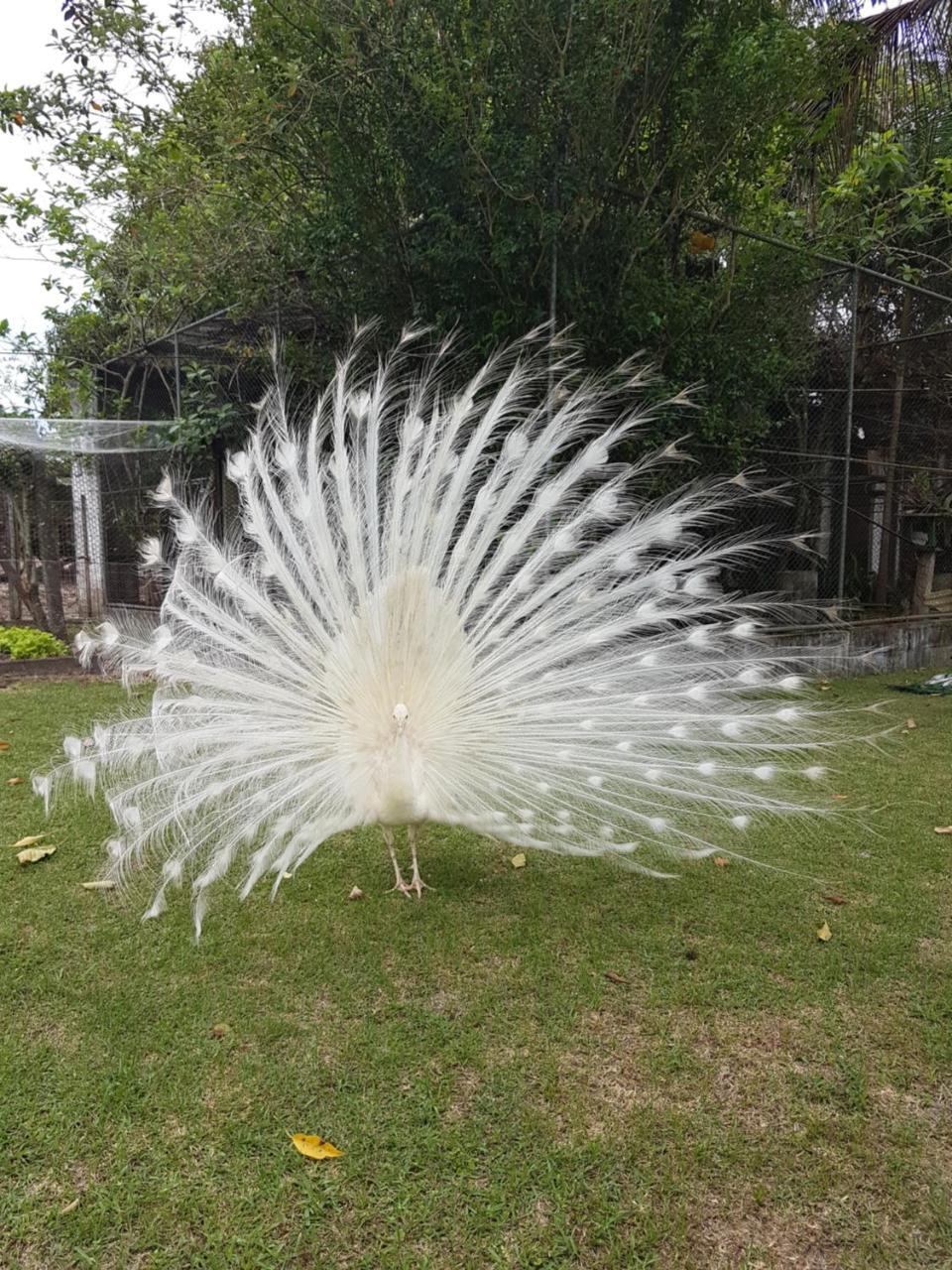 Pousada Pavao Branco Florianopolis Bagian luar foto