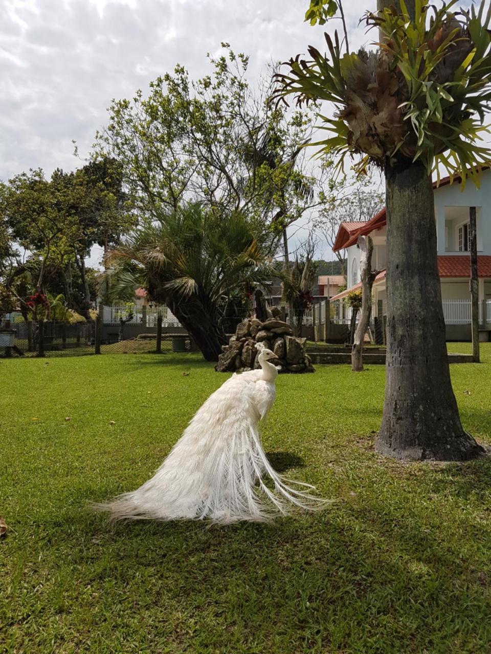 Pousada Pavao Branco Florianopolis Bagian luar foto