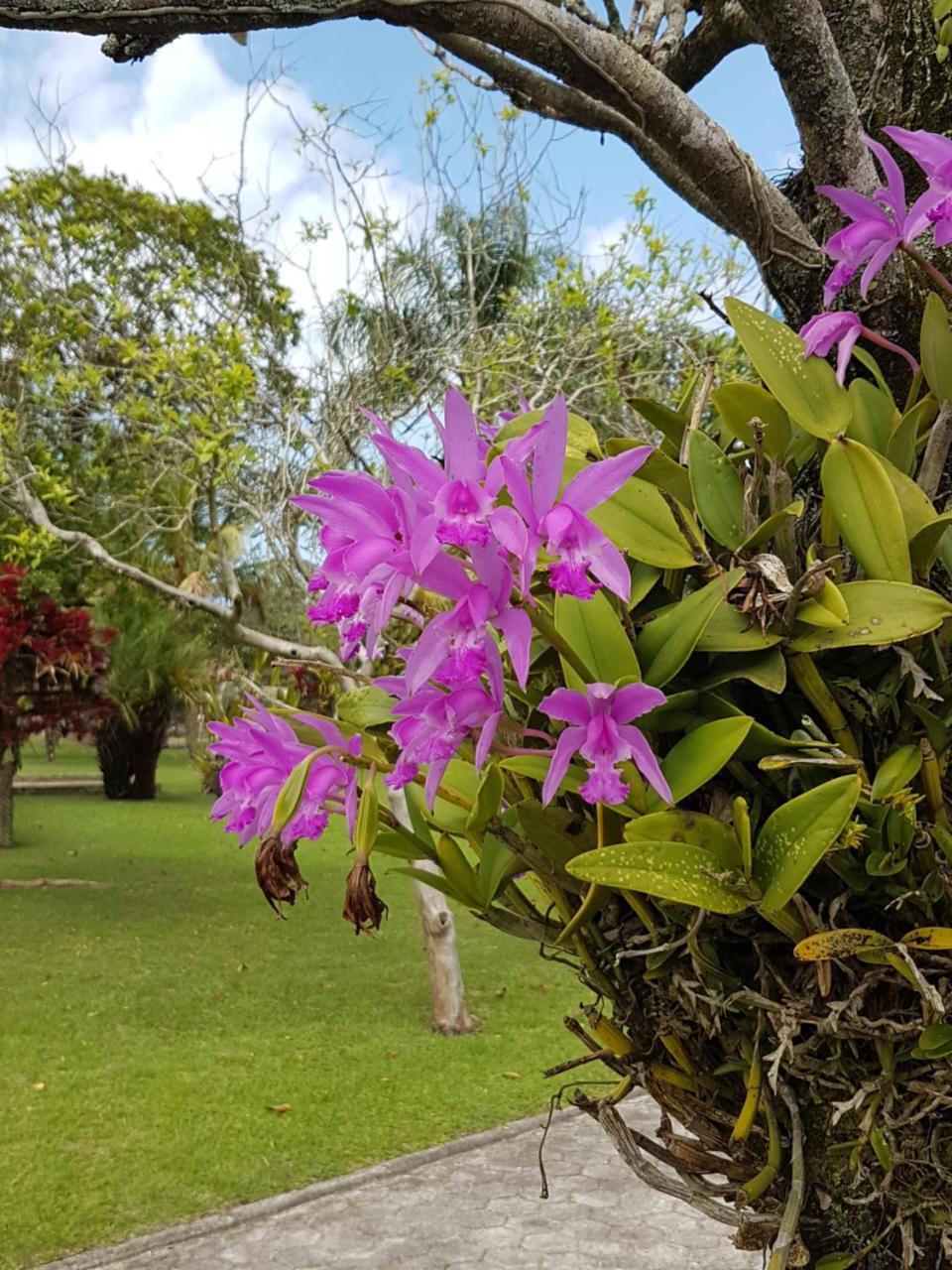 Pousada Pavao Branco Florianopolis Bagian luar foto